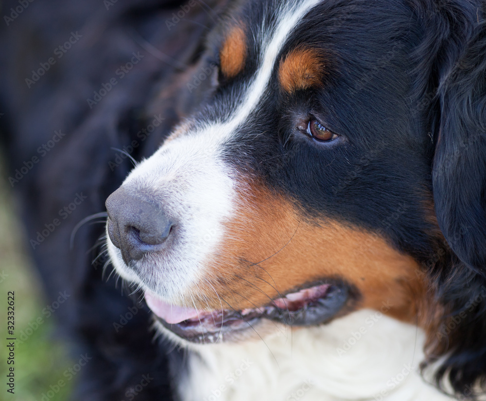 Bernese Mountain Dog (Berner Sennenhund, Bernois)