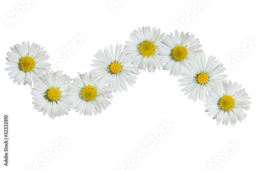 white daisies forming a frame on white background © angelo.gi