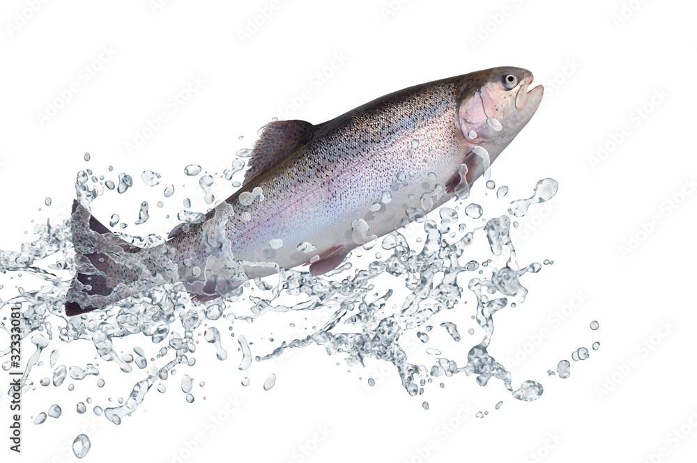 Obraz premium Fische 128