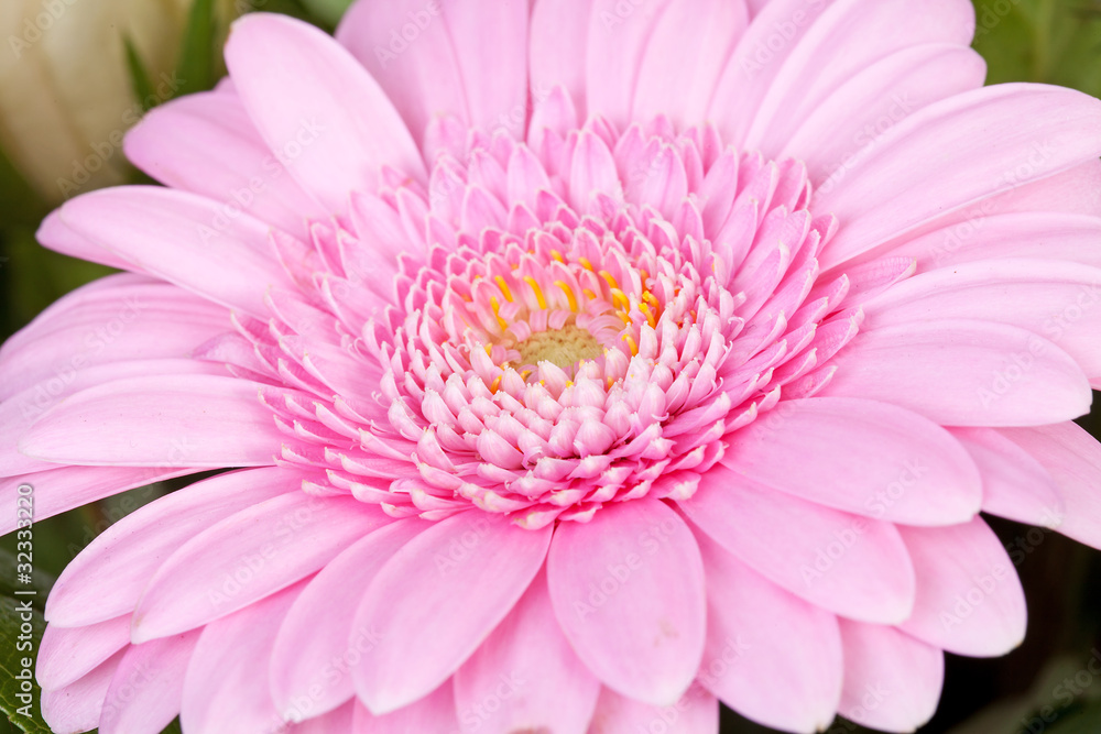 Pink Gerber flower in closeup
