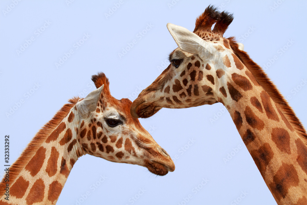 Two giraffe heads