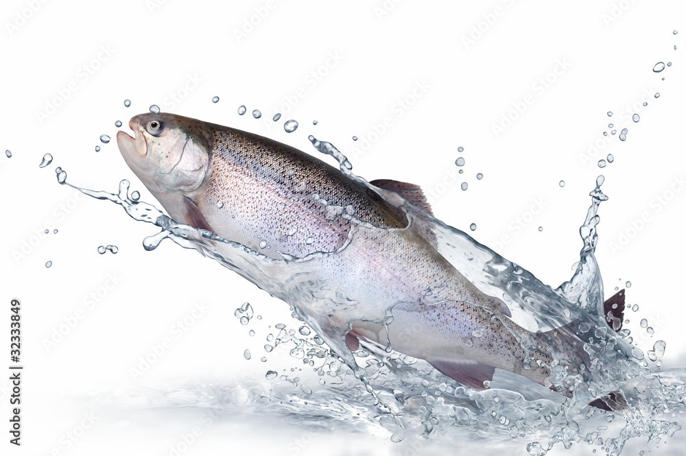 Fototapeta premium Fische 137