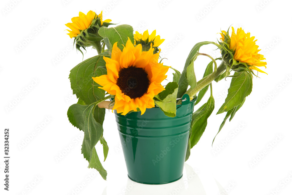 Obraz premium Bouquet sunflowers in green bucket