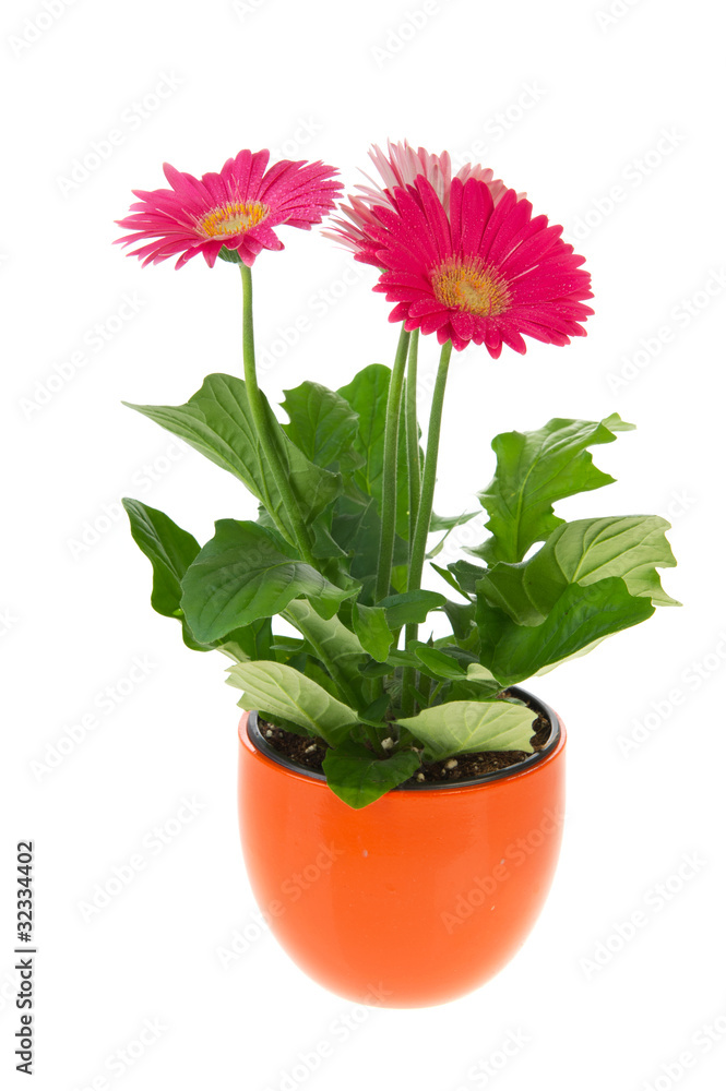 Colorful Gerber plant