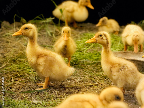 groups of ducklings
