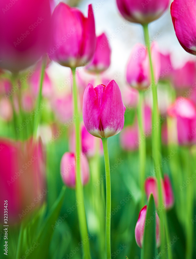 spring flowers spring flowers