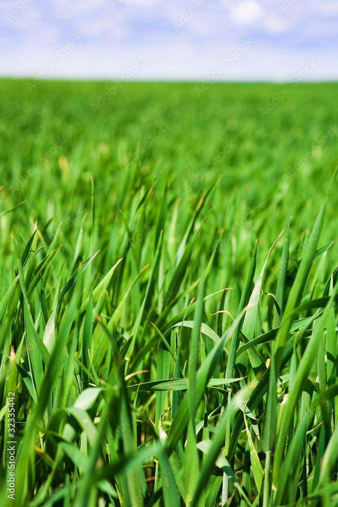 Obraz premium grass