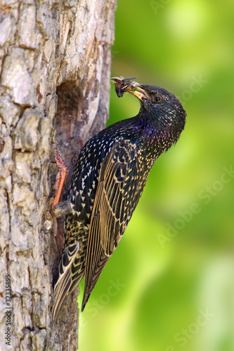 European Starling on branch with food
