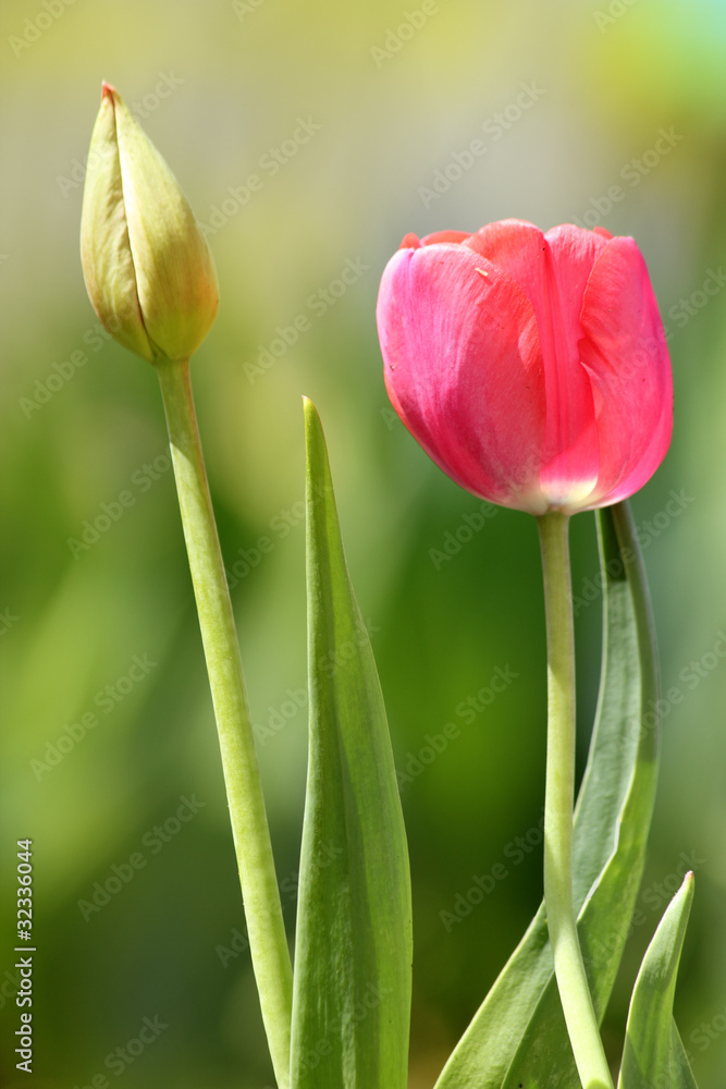 Fototapeta premium Flowers tulips pink petals