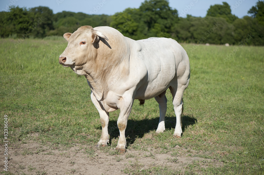 taureau taureau