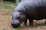 Pygmy hippo looks at camera