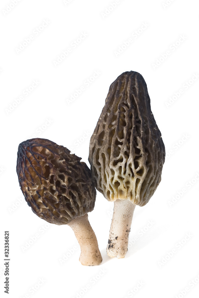 morchella conica morchella conica