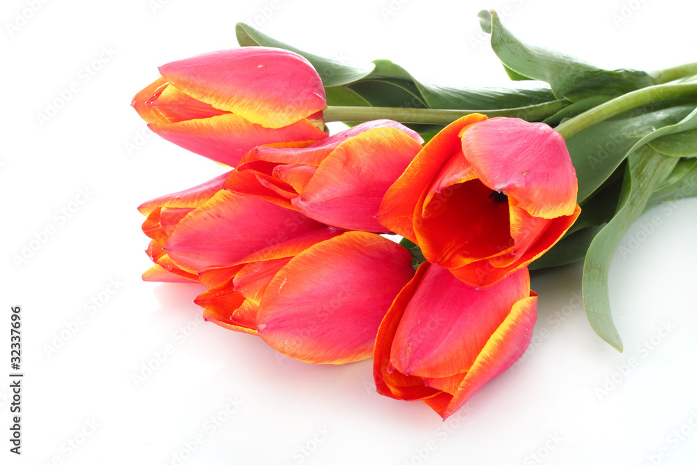 Red tulips on white background Red tulips on white background