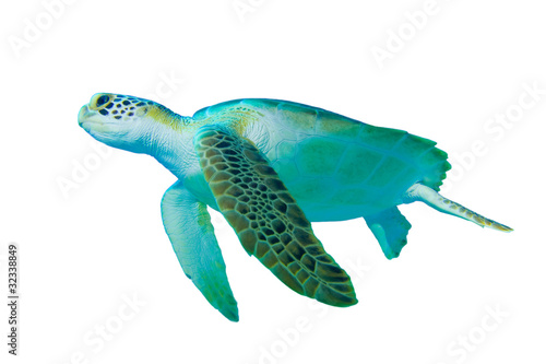 Green Sea Turtle (Chelonia mydas) on white background
