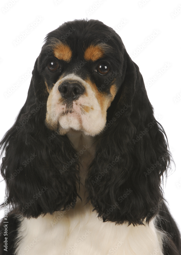 cocker spaniel cocker spaniel