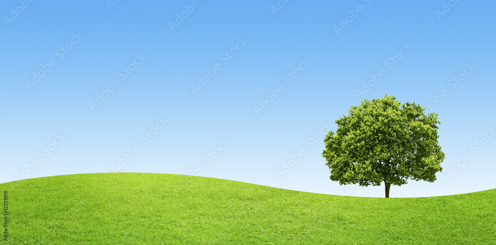 Fototapeta premium panorama of green field with a big tree on blue sky background