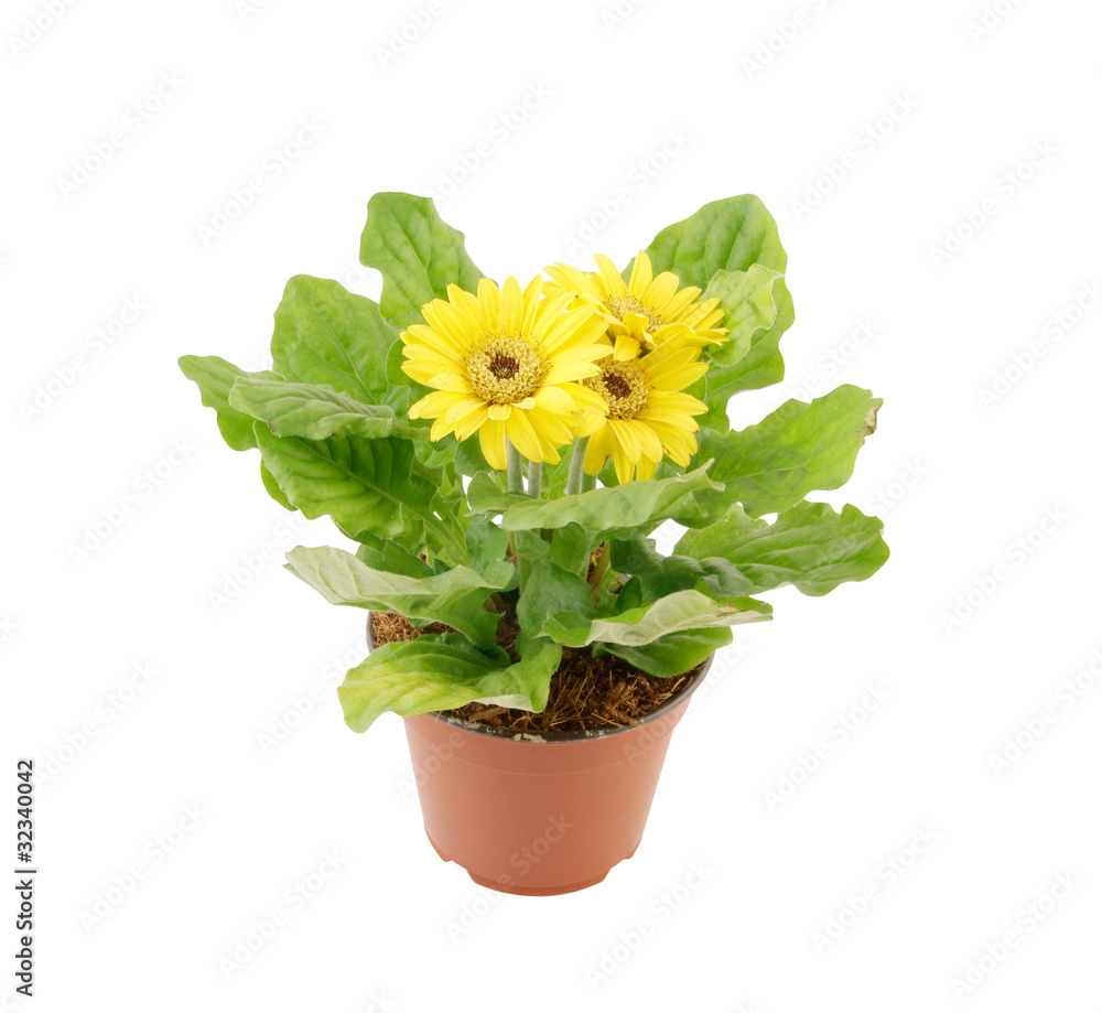 Yellow herbera in flowerpot isolated on white background