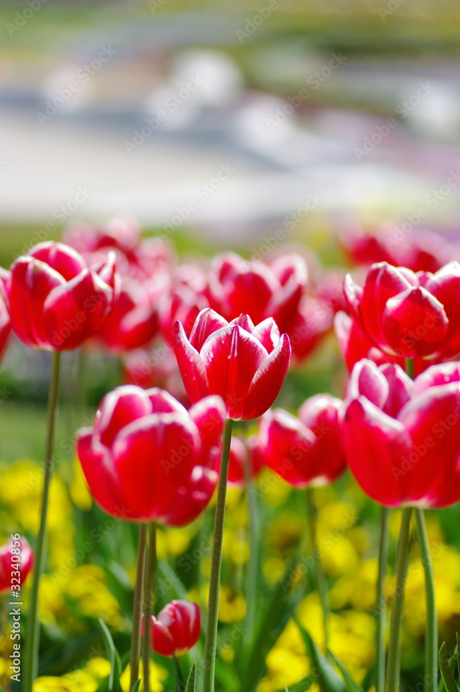 Obraz premium チューリップ畑
