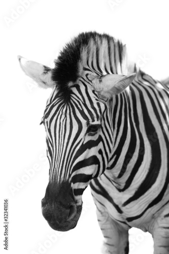 Fototapeta Naklejka Na Ścianę i Meble -  Zebra, Kopf - Safari