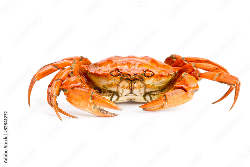 etrille etrille