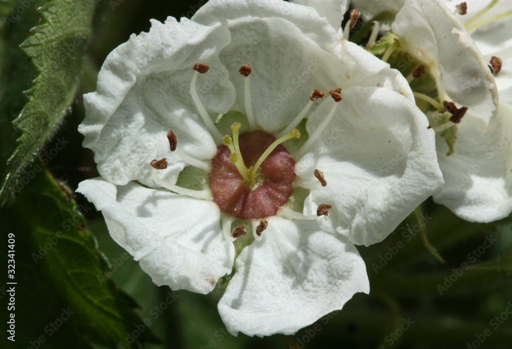 Obraz premium Hawthorn