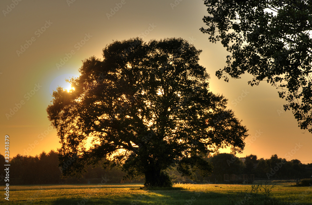 Obraz premium Eiche bei Sonnenuntergang
