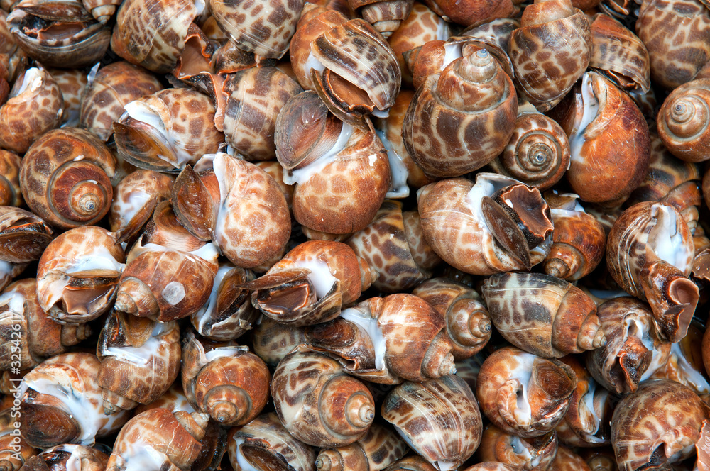 brown snails