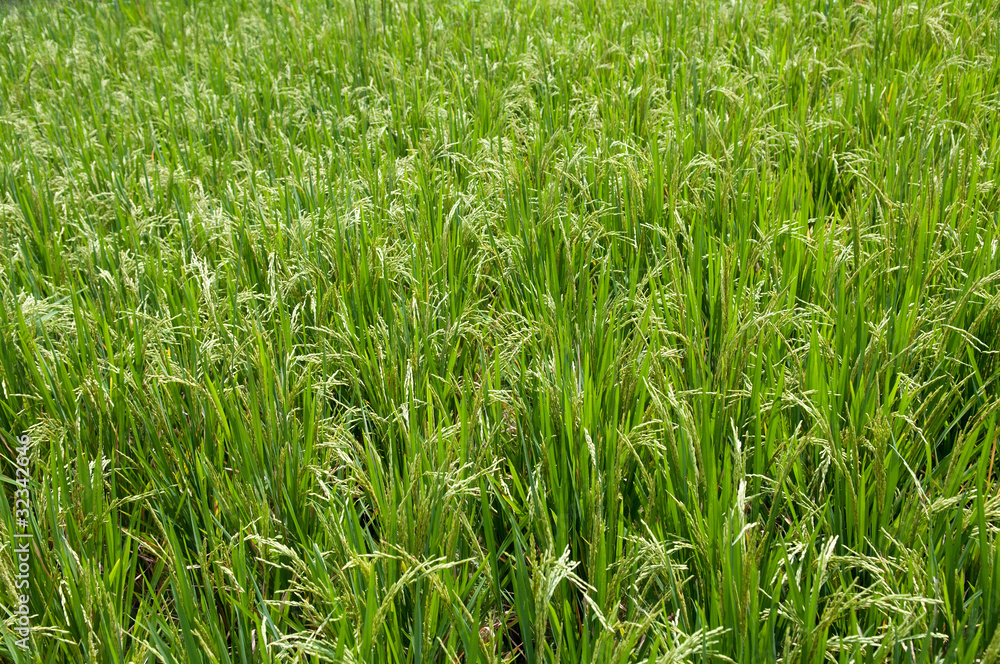 ripe ricefield ripe ricefield