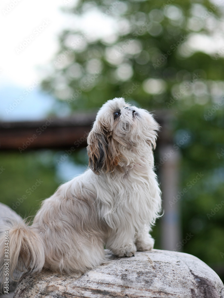 Cute funny shih tzu breed dog outdoors barking