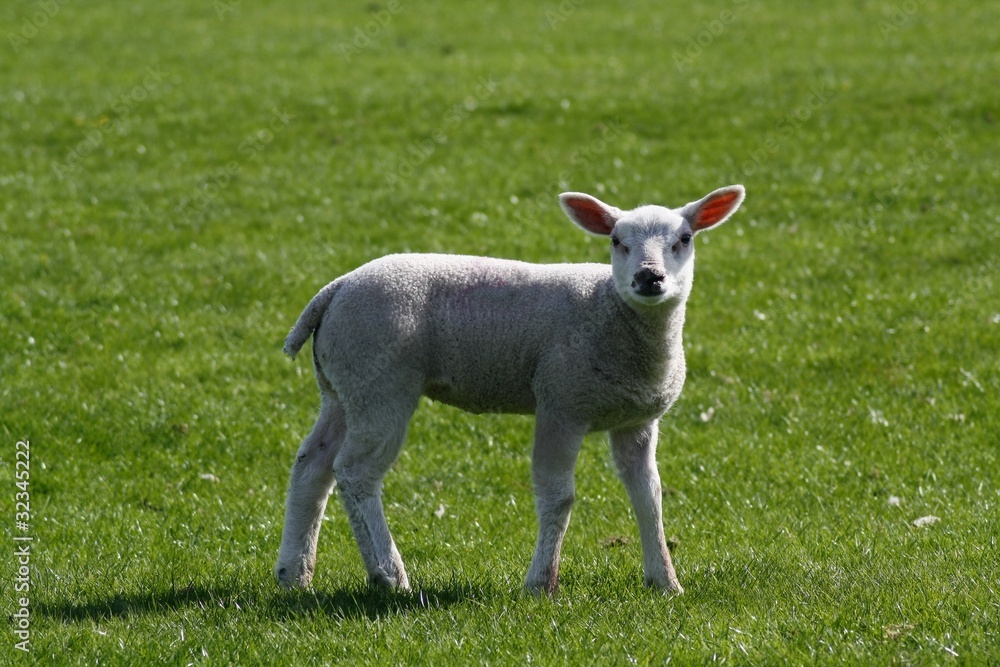Fototapeta premium lamb