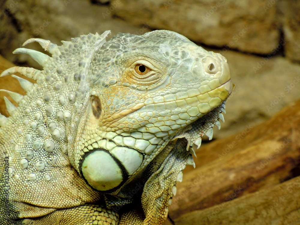 Fototapeta premium Green Iguana (Iguana iguana)