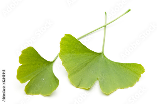 Ginkgo (Ginkgo biloba) zwei Blätter übereinander auf weiß photo