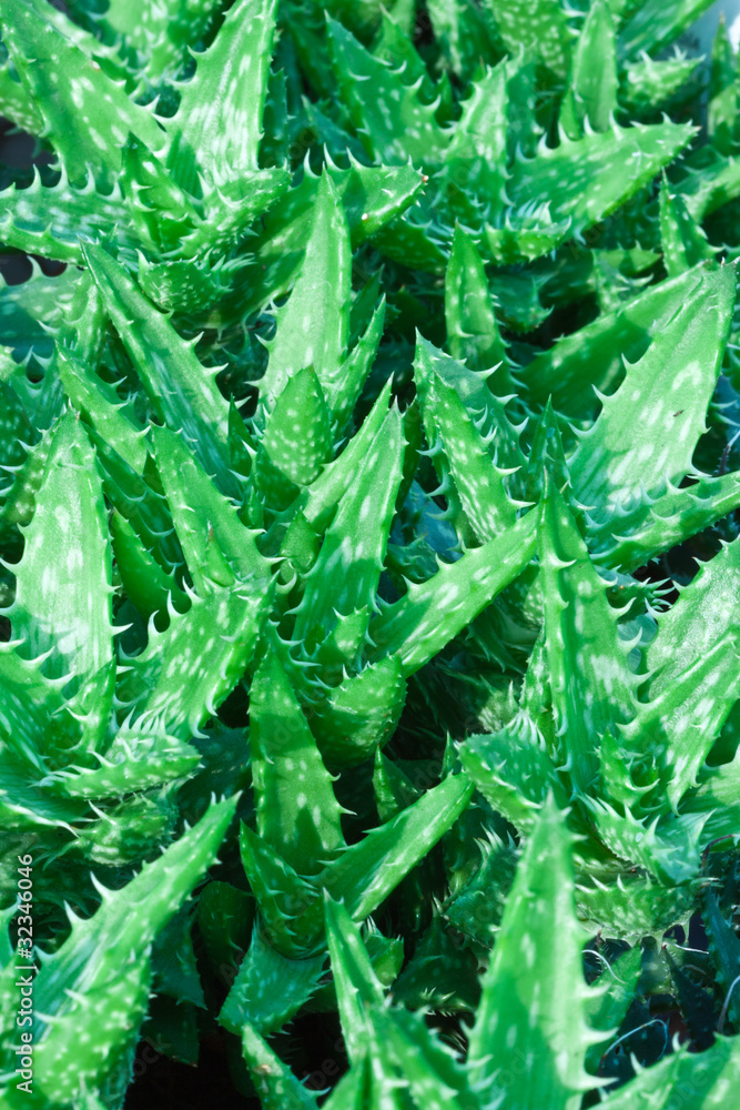 jeunes aloe vera jeunes aloe vera