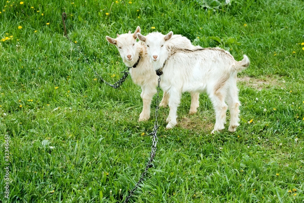 Obraz premium Two white goatlings