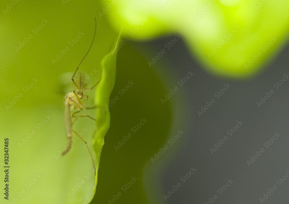 Fototapeta premium Mosquito