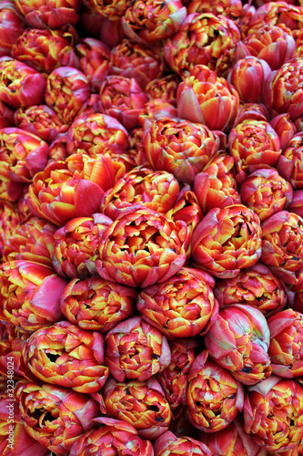 Rot gelbe Tulpen