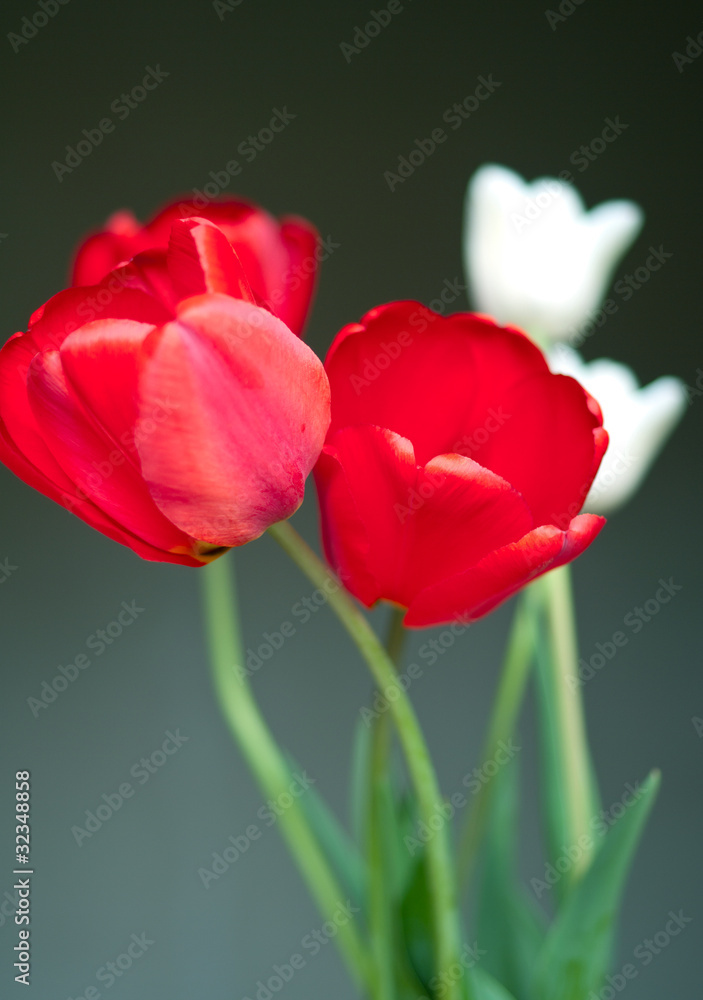 Naklejka premium Red and white tulips