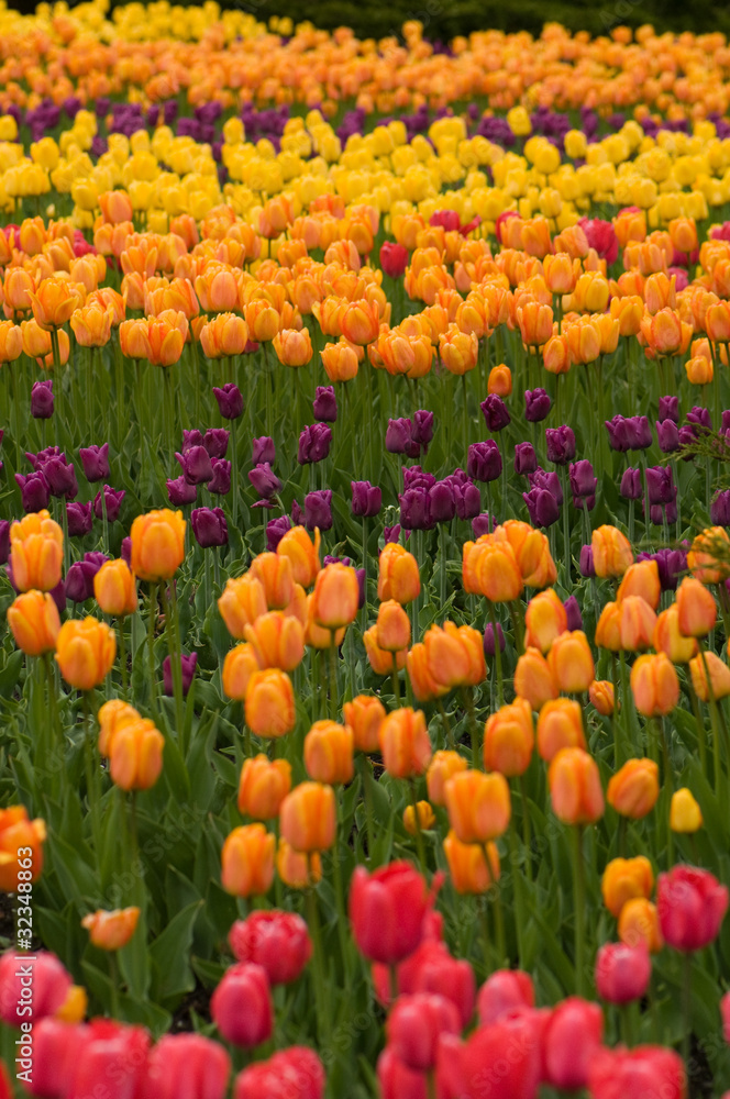 Multicoloured tulips, Ottawa Festival Multicoloured tulips, Ottawa Festival
