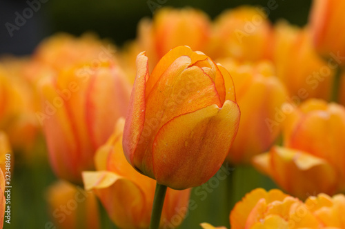 Striped orange tulips, Ottawa Festival