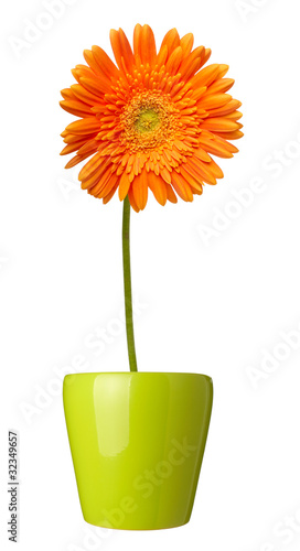 Fototapeta Naklejka Na Ścianę i Meble -  flower nature garden botany daisy bloom pot