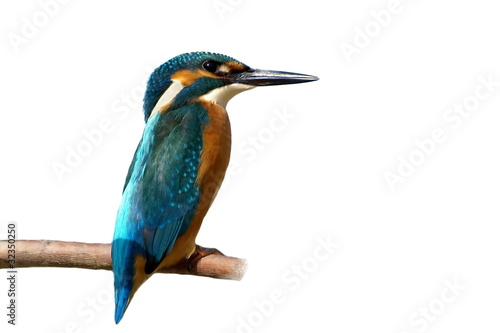 Common Kingfisher isolated on white background, alcedo atthis photo