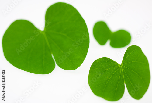 feuilles de bauhinia