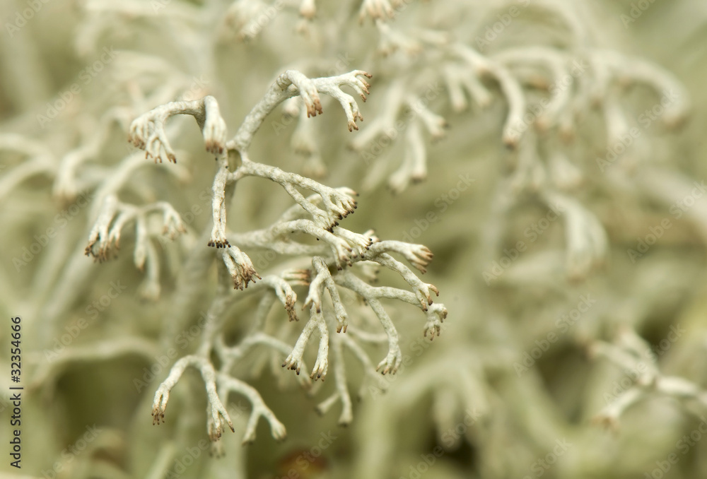 Cladonia