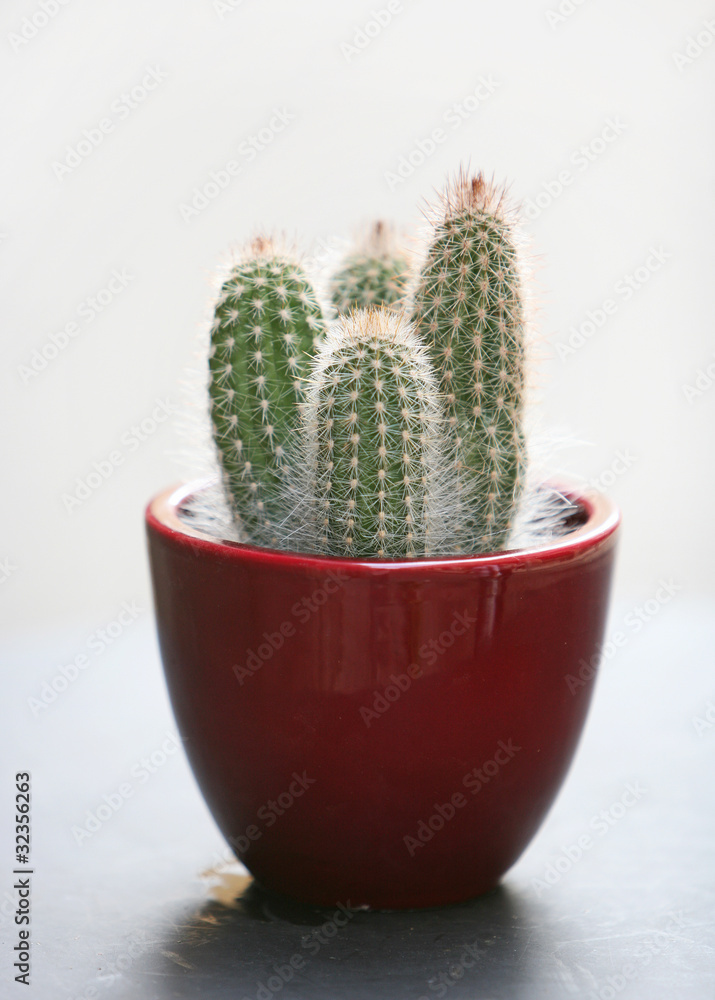 cactus cactus