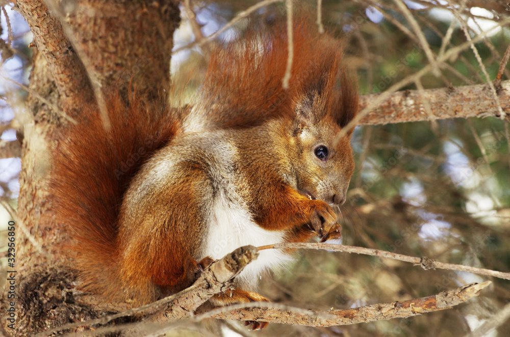 Fototapeta premium squirrel