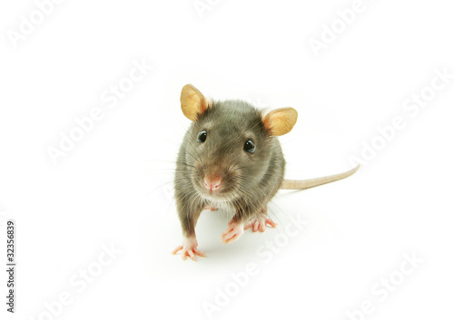 rat