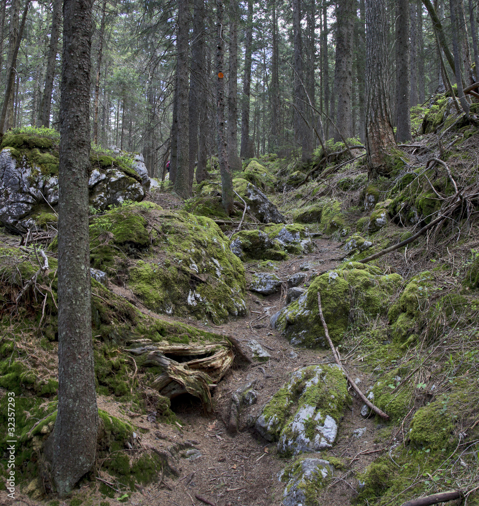 pfad durch den wald pfad durch den wald