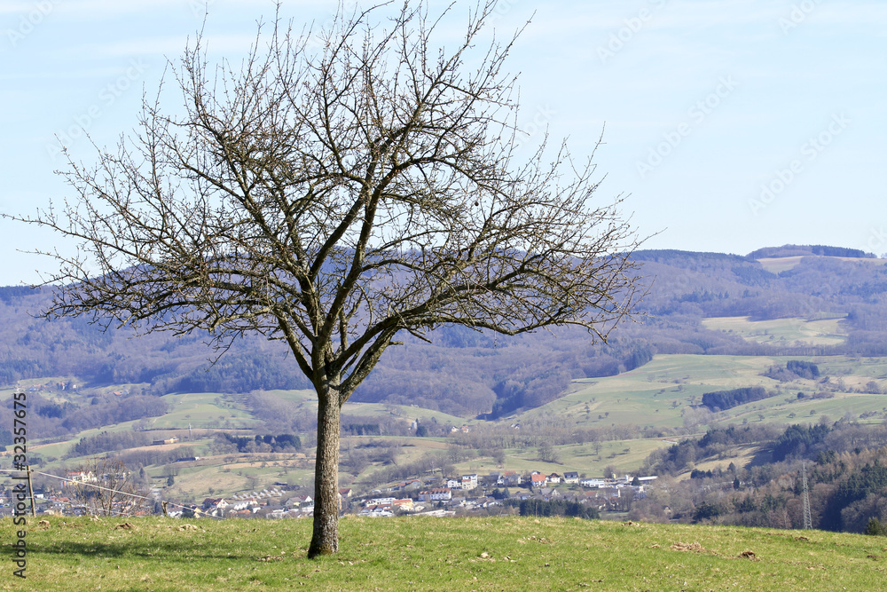 Kahler Obstbaum auf einer Wiese Kahler Obstbaum auf einer Wiese