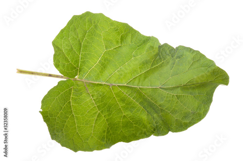 Foto Burdock leaf