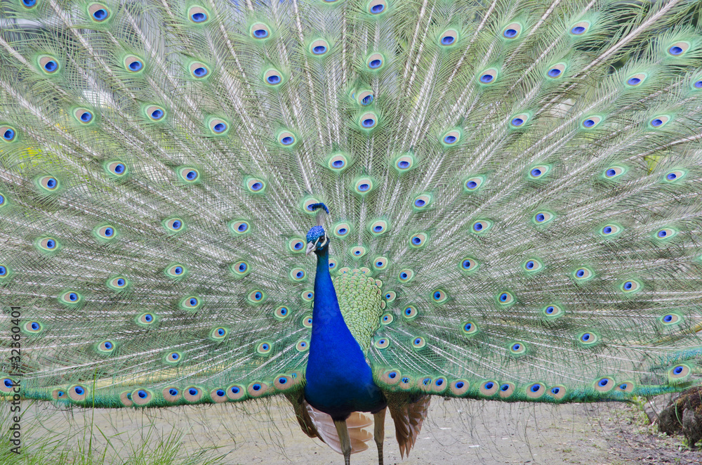 Obraz premium blue peafowl